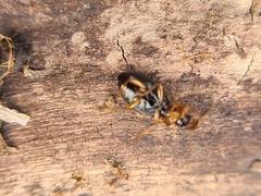 Dicheirotrichus