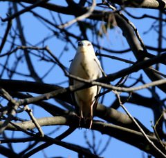 Nycticorax nycticorax