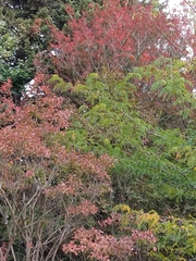 Lagerstroemia indica