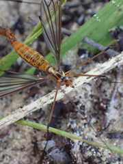 Tipula jocosa
