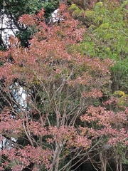 Lagerstroemia indica