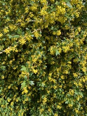 Ribes aureum