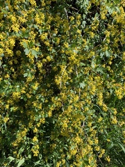 Ribes aureum