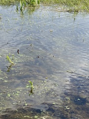 Ranunculus polyphyllus