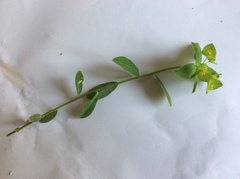 Euphorbia stricta