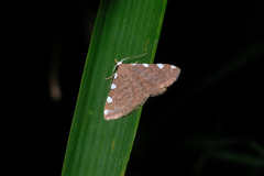 Corgatha pseudominor