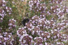 Andrena albopunctata