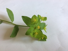 Euphorbia stricta