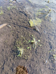 Ranunculus polyphyllus