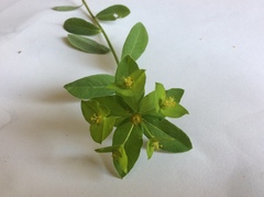 Euphorbia stricta