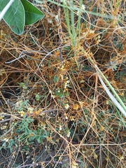 Cuscuta stenolepis