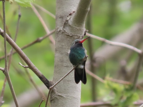 Broad-billed Hummingbird photographed in Illinois