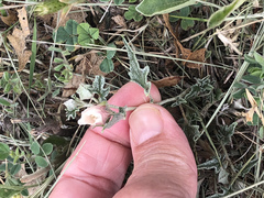 Malvella sagittifolia