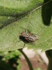 Diptera