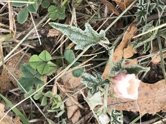 Malvella sagittifolia