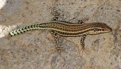 Podarcis hispanicus