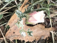 Malvella sagittifolia