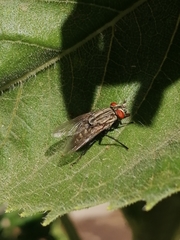 Diptera