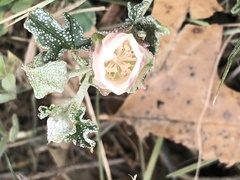 Malvella sagittifolia