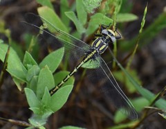 Phanogomphus militaris