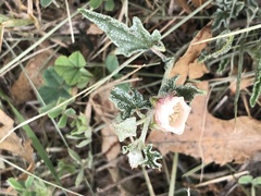 Malvella sagittifolia