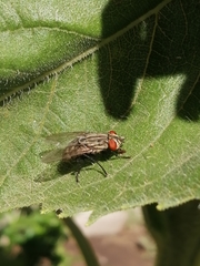 Diptera
