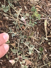 Malvella sagittifolia