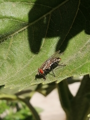 Diptera