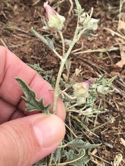 Malvella sagittifolia