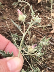 Malvella sagittifolia