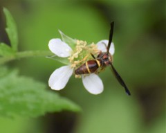 Parazumia tolteca