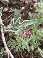 Malvella sagittifolia