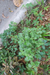 Ageratina jucunda