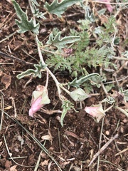 Malvella sagittifolia