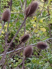 Dipsacus fullonum