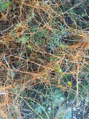 Cuscuta stenolepis