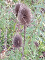 Dipsacus fullonum