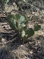Opuntia chisosensis