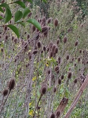 Dipsacus fullonum
