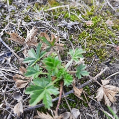 Potentilla intermedia