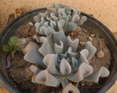 Echeveria runyonii