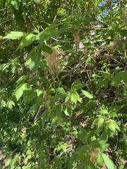 Acer negundo