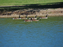 Branta canadensis