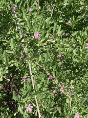 Lycium barbarum