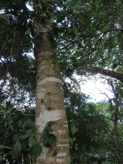 Chionanthus peglerae