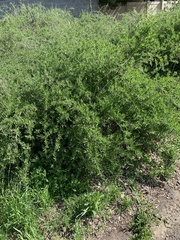 Lycium barbarum