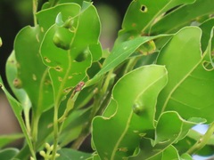 Chionanthus peglerae