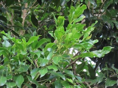 Chionanthus peglerae