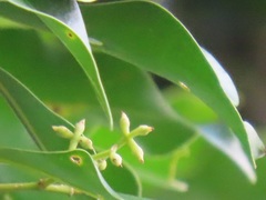 Chionanthus peglerae