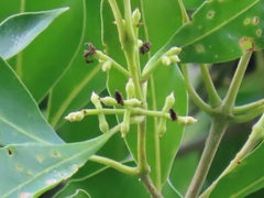 Chionanthus peglerae